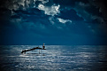 v31gs-belize.jpg