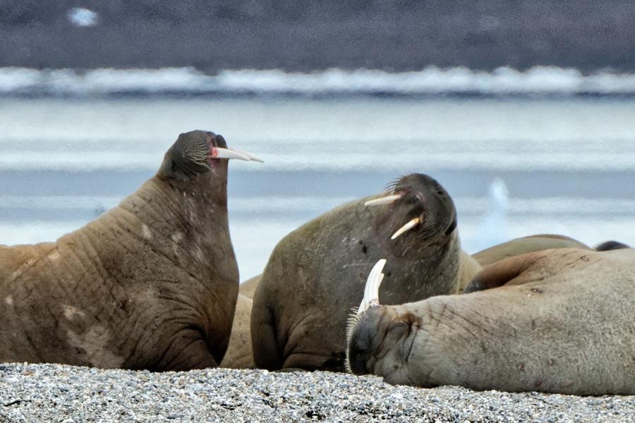 JW/OH8FKS/P Walrus, Svalbard