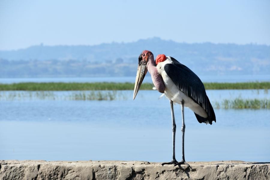 ET3YOTA Marabou stork, Lake Awasa, Ethiopia