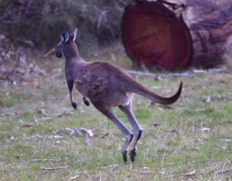 VK5PAS - Hale Conservation Park - Kaiser Stuhl Convervation Park Kangaroo