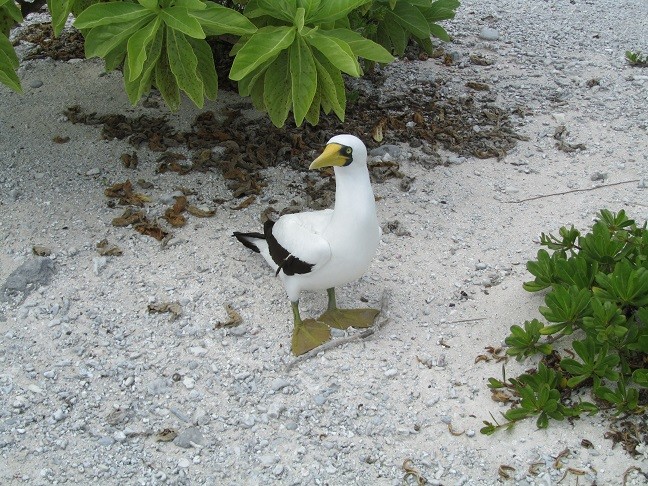 TX0M Morane Atoll Masked booby