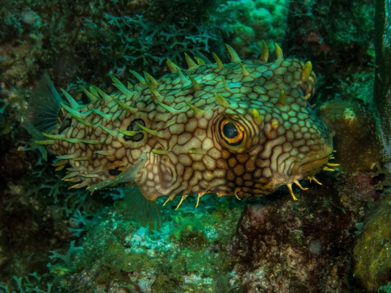 PJ5/N6YEU Web Burrfish, Sint Eustatius Island