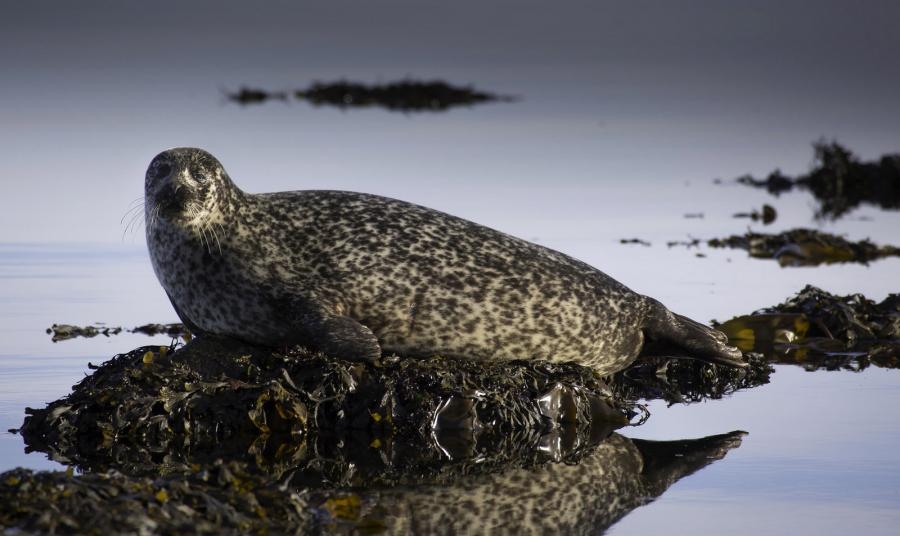 GM0EVA Bute Island Scalpsie Bay on the Isle of Bute is a haven for grey and common seals.