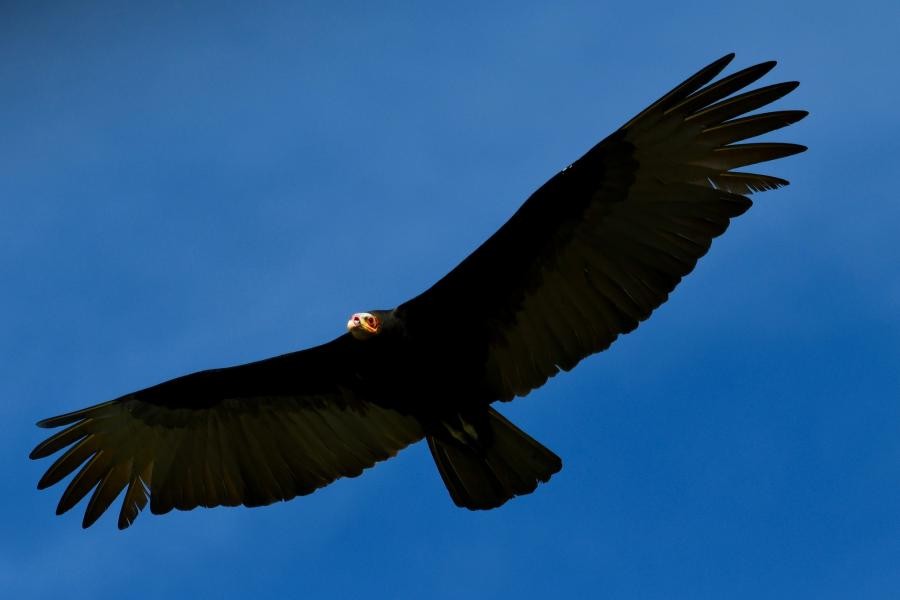 V37DX Lesser Yellow-headed Vulture, Sabal Beach, Belize.