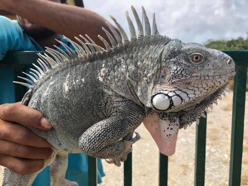 PJ4G Bonaire Island Iguana Image 3