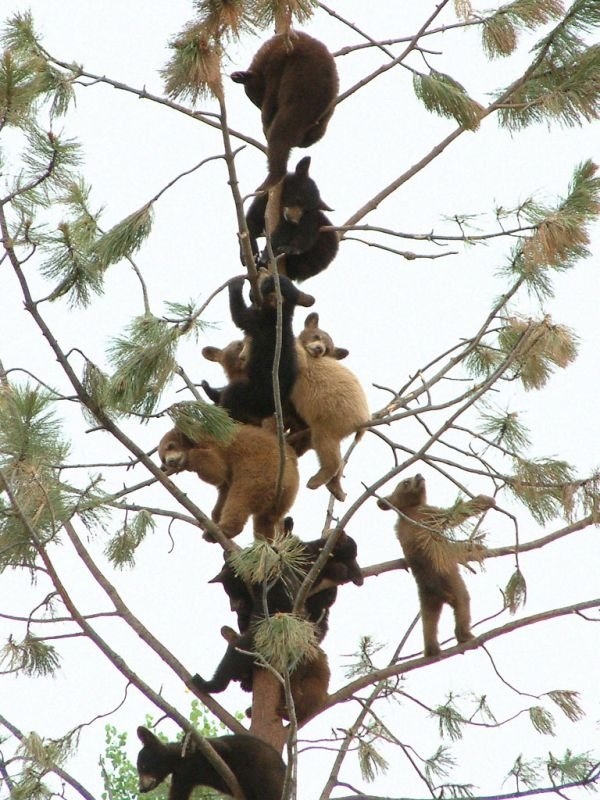 Bears on the tree