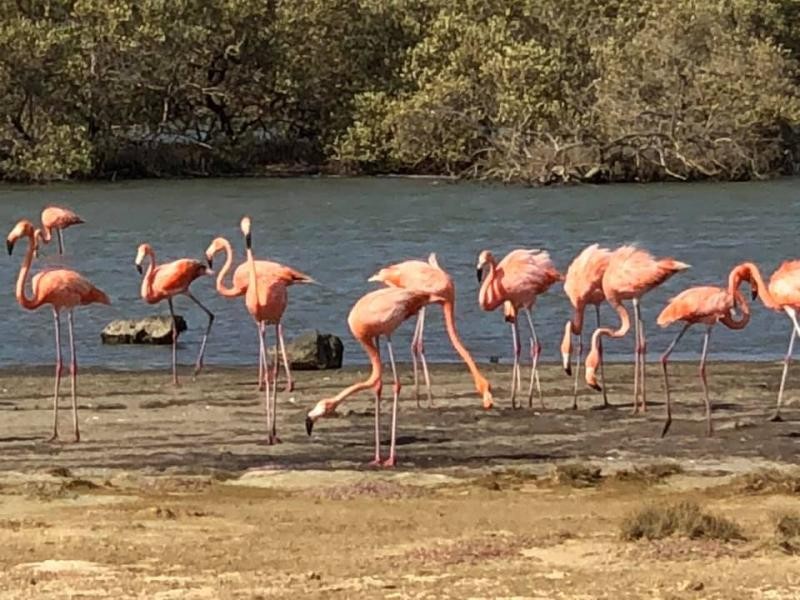 PJ4/IZ4DPV Rincon, Bonaire Island. Flamingos Image 1