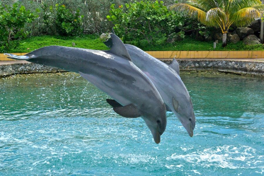 PJ2/NA2U Dolphins Curacao Island