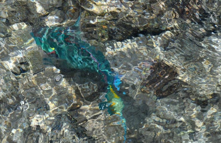 PJ2ND Curacao Island Fish Image 1