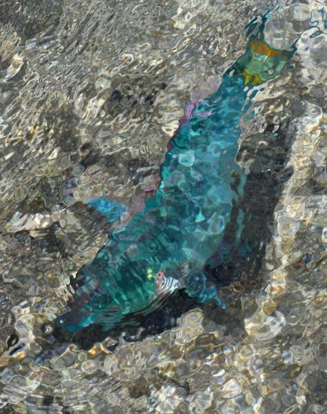 PJ2ND Curacao Island Fish Image 3