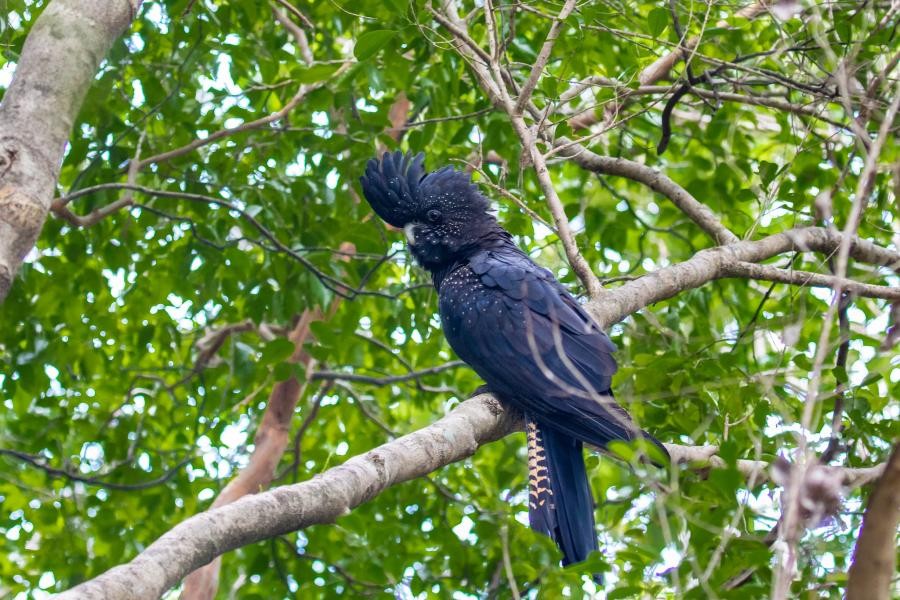 VK3KTT/4 Red-tailed Black-Cockatoo (Calyptorhynchus banksii) - Female, Magnetic Island, Australia.