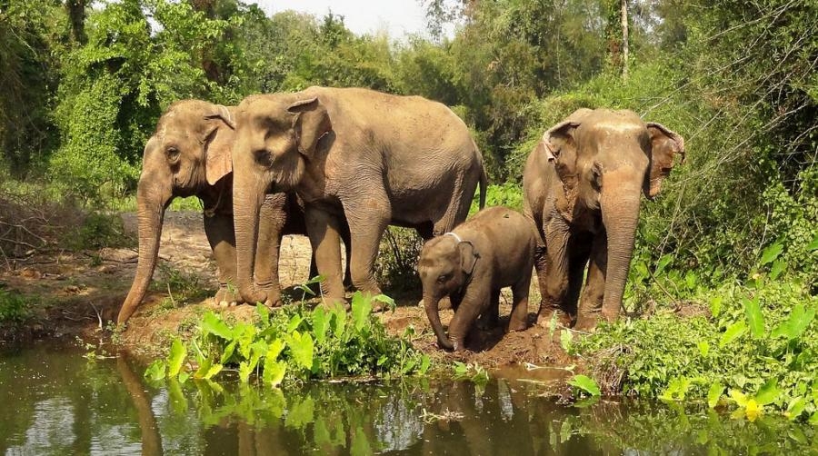 E2HQ Thailand Elephant, Kanchanaburi