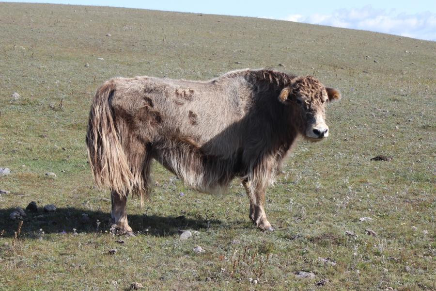 JT7A Khovsgol Nuur National Park, Mongolia. Image 3