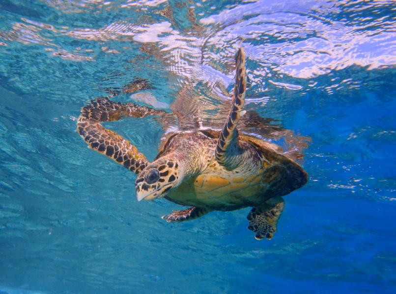 S79W Turtle, Seychelles