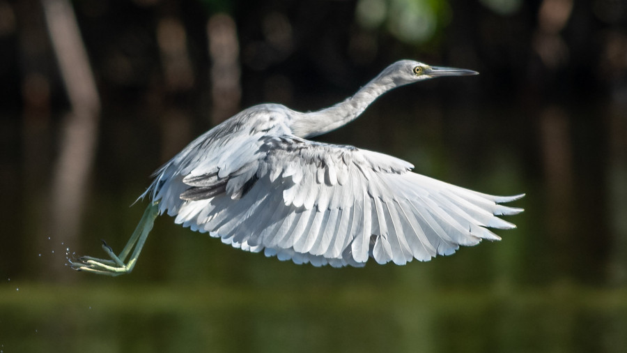 4V1WWV Lift Off, Juvenile Little Blue Heron, Haiti.