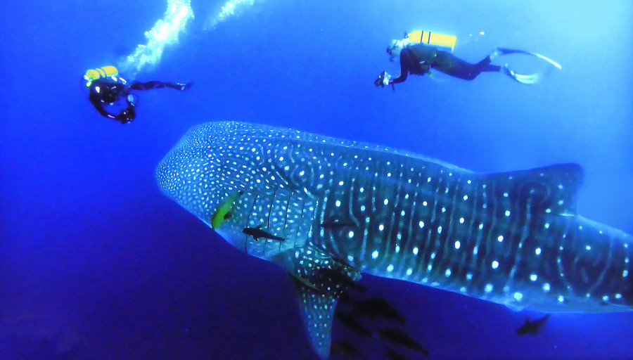 FO/K5PI Whale Shark, French Polynesia