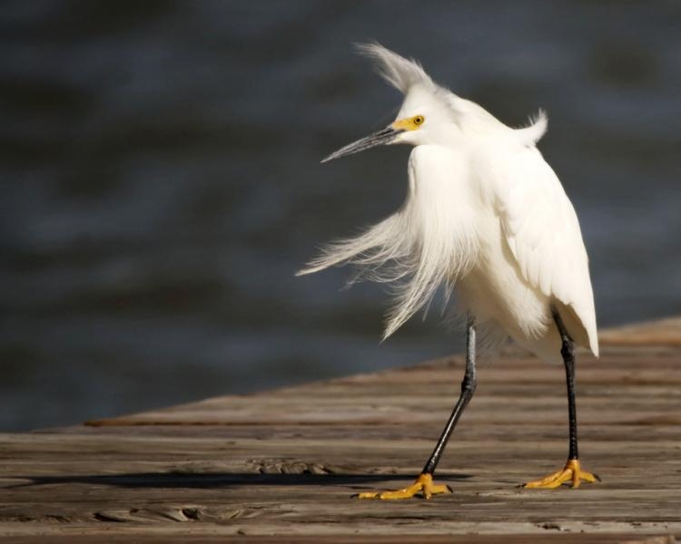 KJ4KKI Dauphin Island