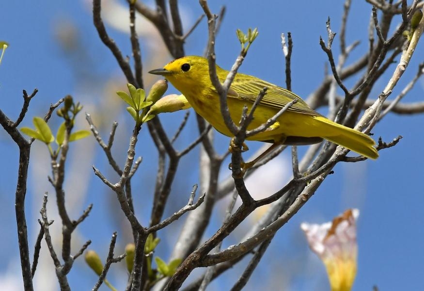 PJ2ND Curacao Island Yellow warbler bird