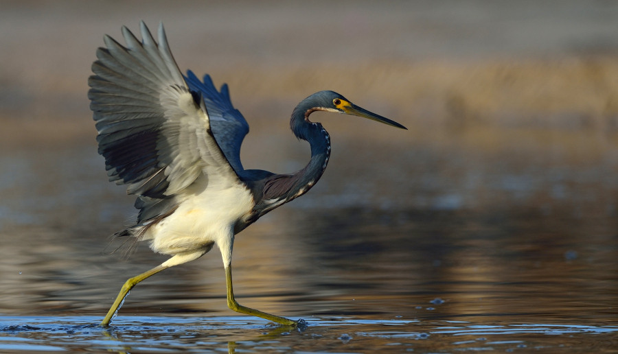 3E1FP Tricolored Heron, Panama