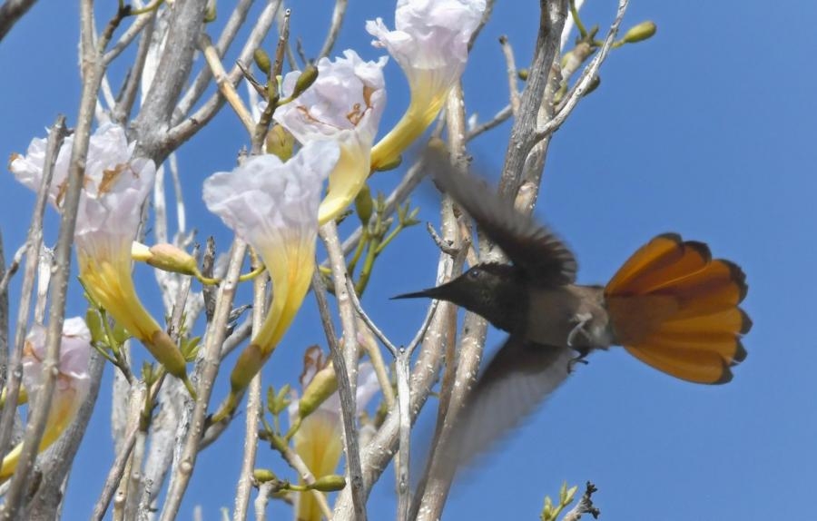 PJ2ND Curacao Ruby-topaz Hummingbird Image 2