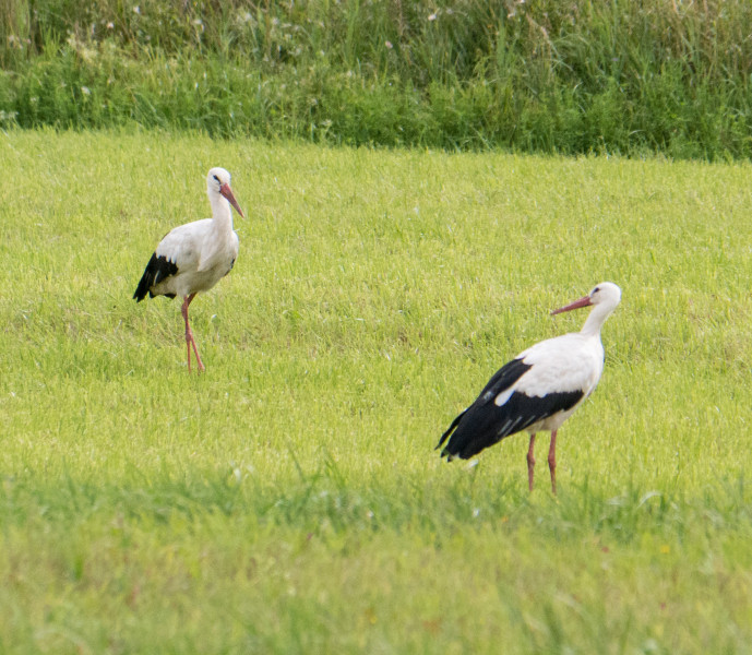 LY110A Storks, Hill of Crosses, near Siauliai, Lithuania.