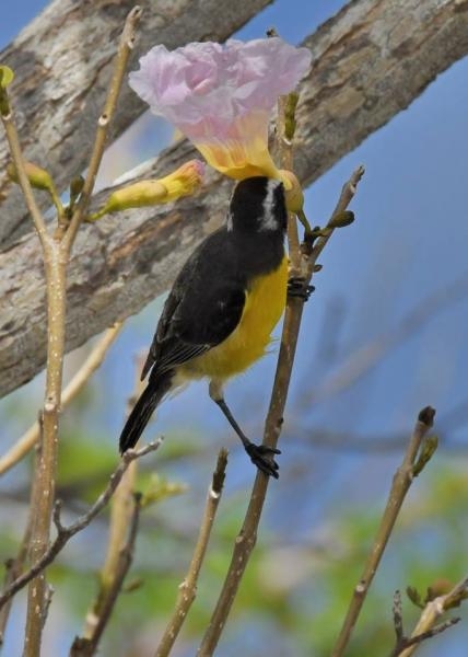PJ2ND Curacao Island Bananaquit bird Image 2