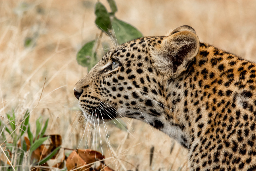 A25DBB Young Leopard, Moremi, Botswana