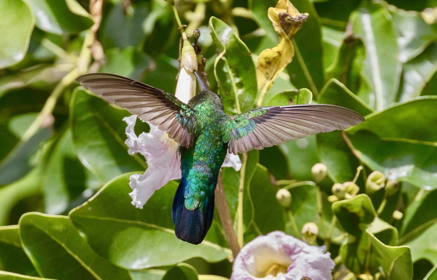 V47UM Green-throated Carib Hummingbird, Nevis Island, Saint Kitts and Nevis.