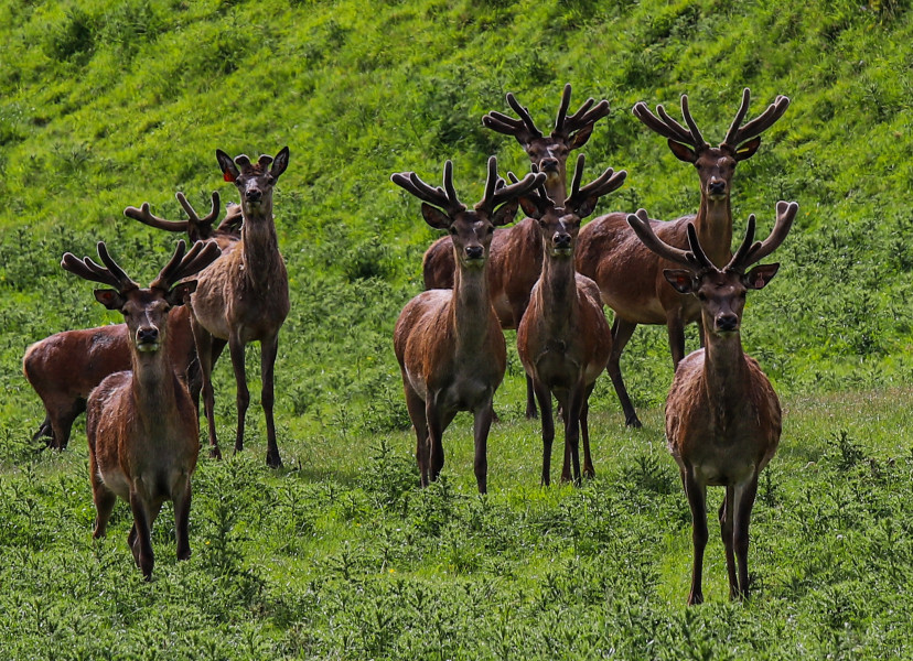 ZL/AA4NC ZL/AA4VK Deer Farm, New Zealand