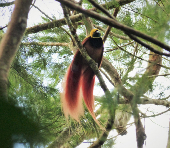 P29NC P29VK Raggiana Bird of Paradise, Variata National Park, Nr Port Moresby. Papua New Guinea.