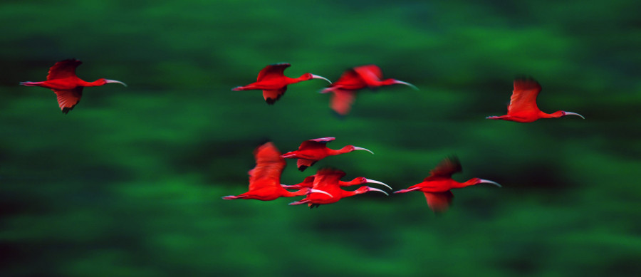9Z4FV Scarlet Ibises, Caroni Bird Sanctuary, Trinidad and Tobago