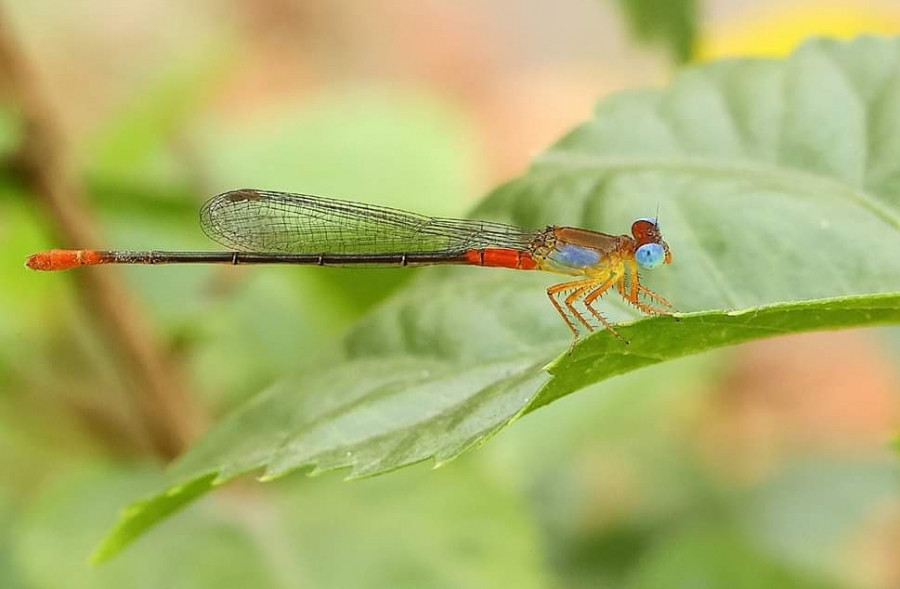 AT2BCC Orange Tailed Marsh Dartlet, Howrah, India