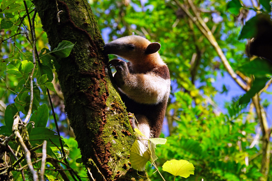 Anteater on the tree, Volcano Arenal National Park, Costa Rica.