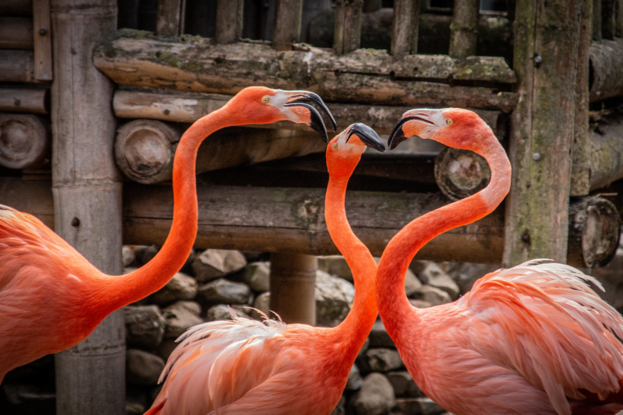 XR210CHI Flamingos, Chile