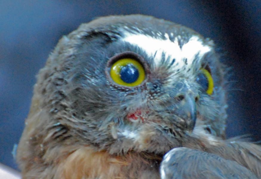 VE2VIA/VE9 Petite Nyctale / Northern Saw-whet Owl, Lamèque island, NB, Canada.