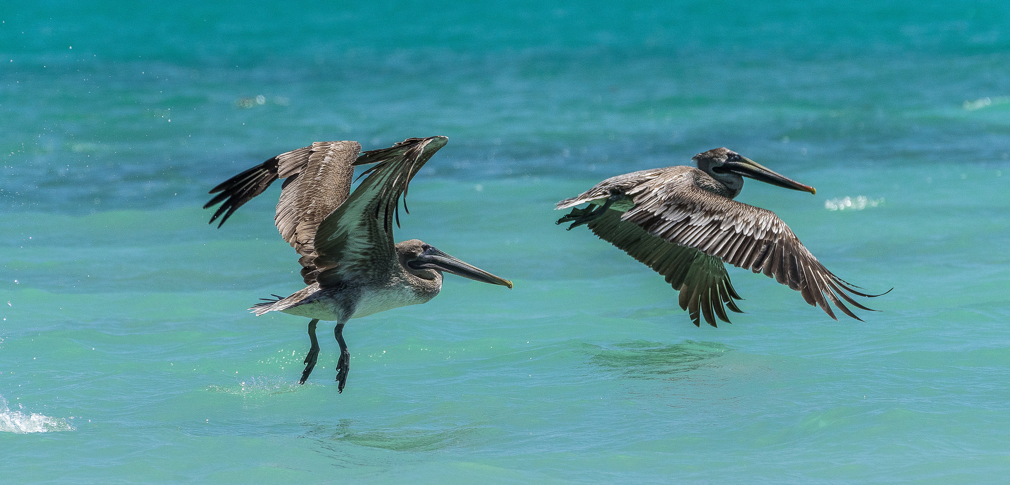 HI8ILO Pair of Pelicans, Punta Cana, Dominican Republic
