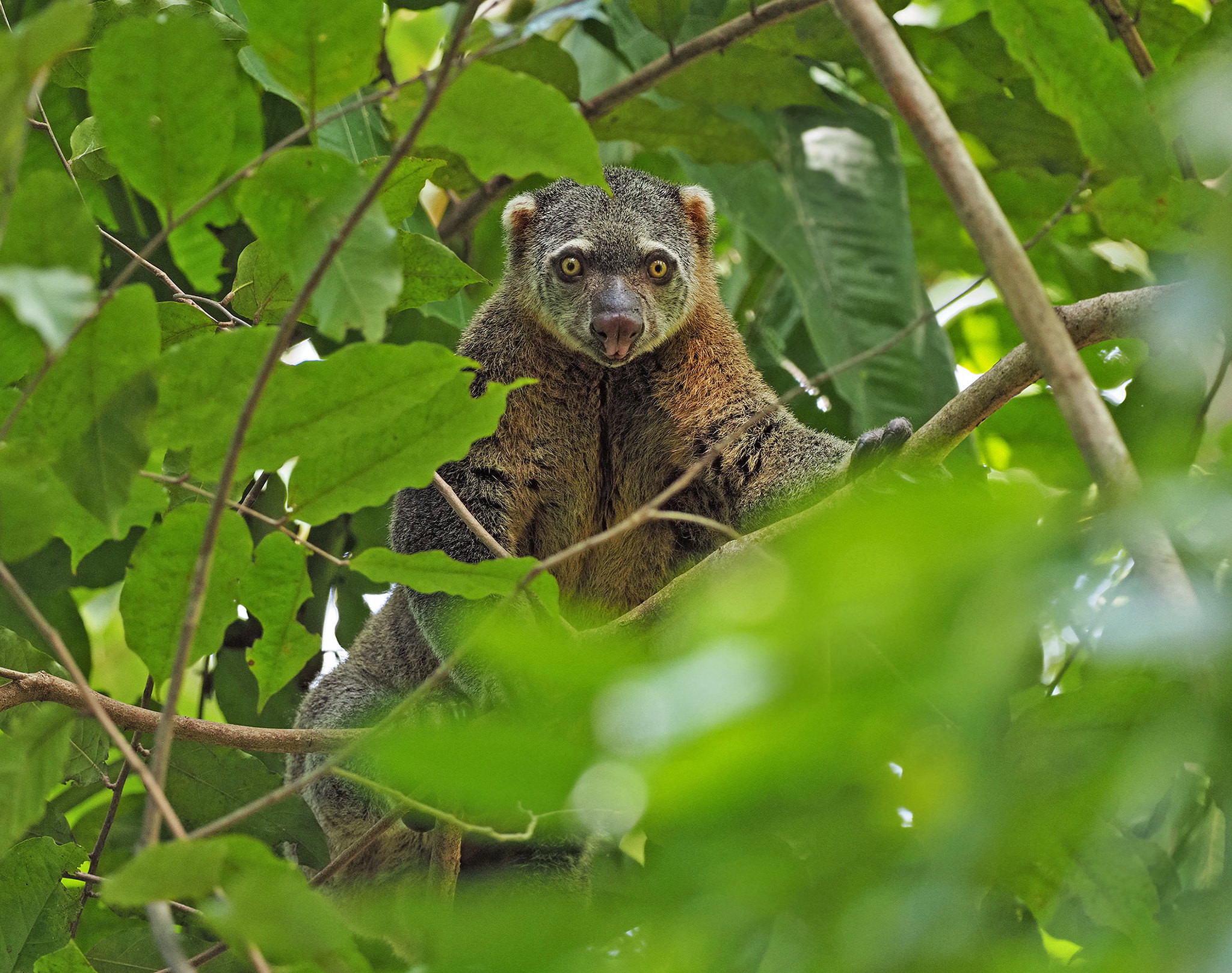 8B766BTG Sulawesi Bear-Cuscus, Tangkoko, Sulawesi, Indonesia.