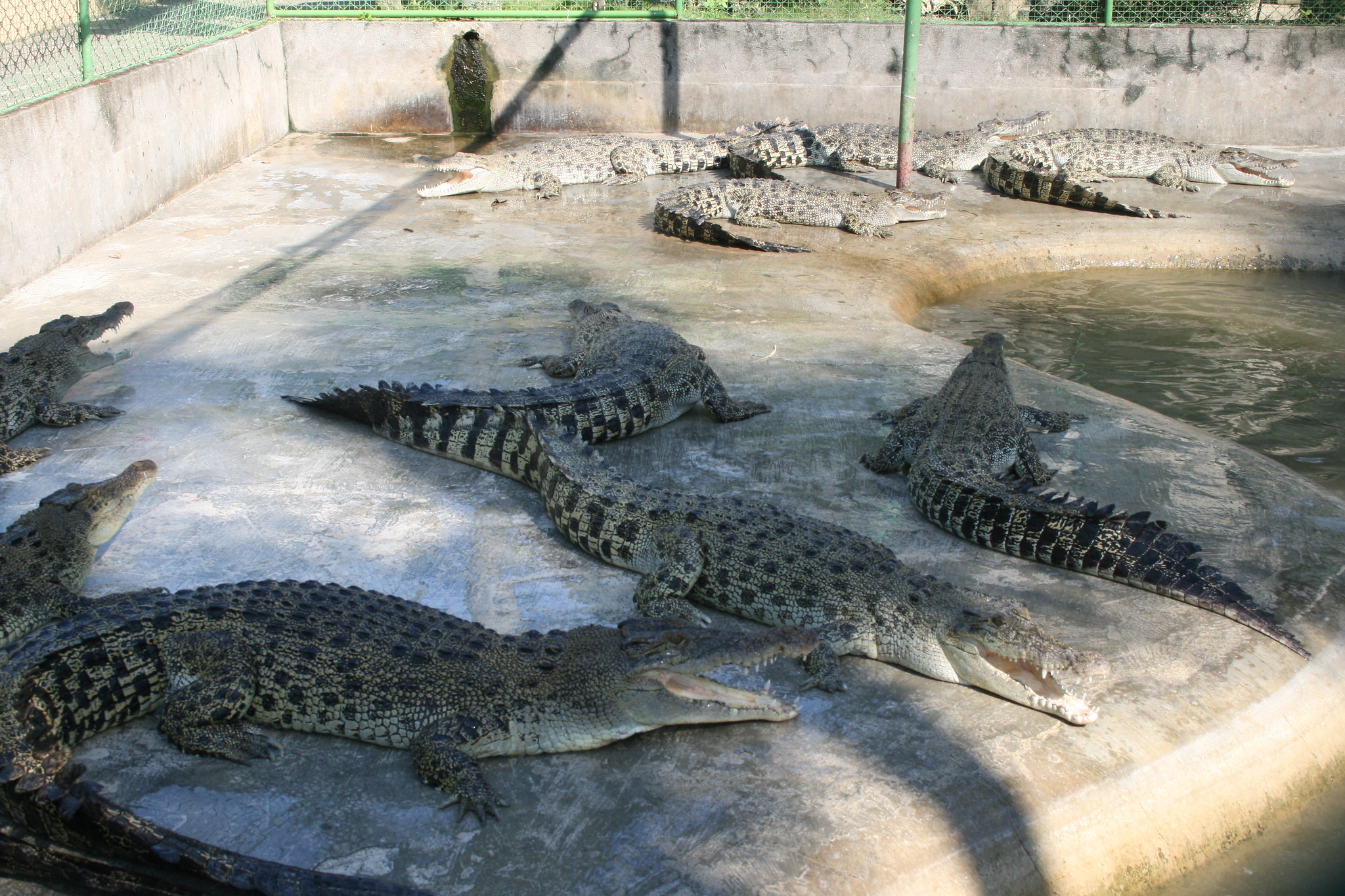 DV9/VE7HQT Crocodile Park, Davao, Mindanao Island, Philippines