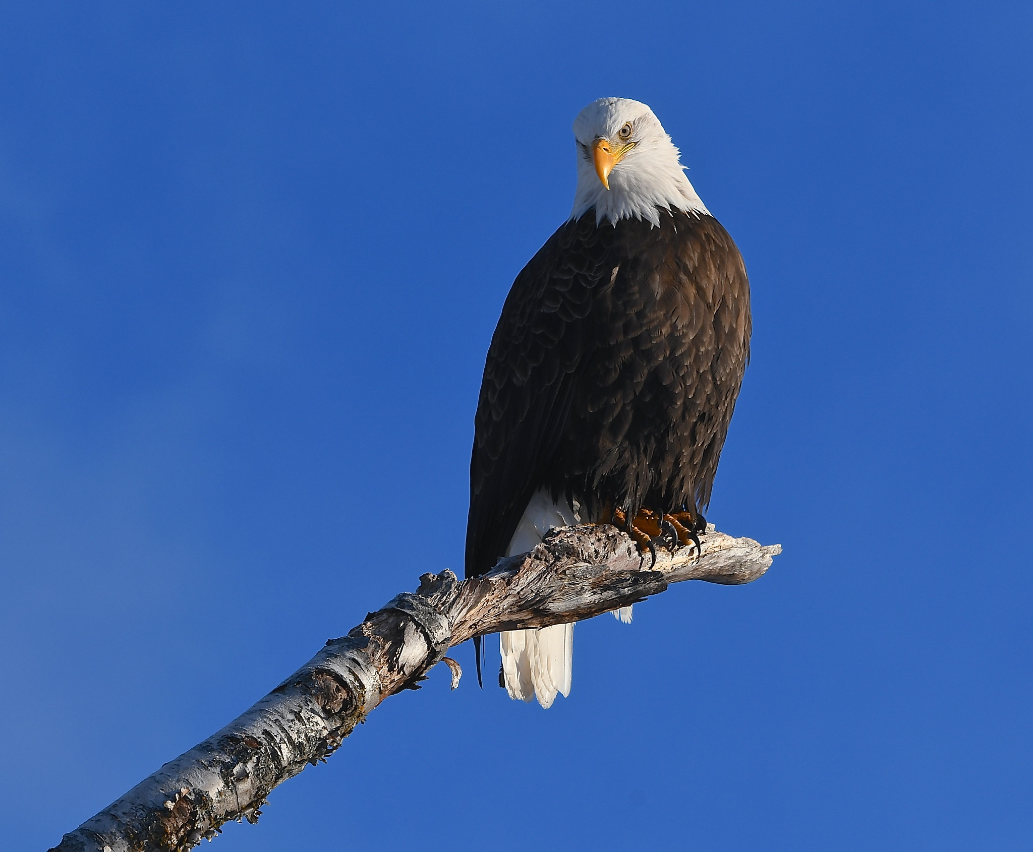 KL7/W7IV Bald Eagle, Alaska