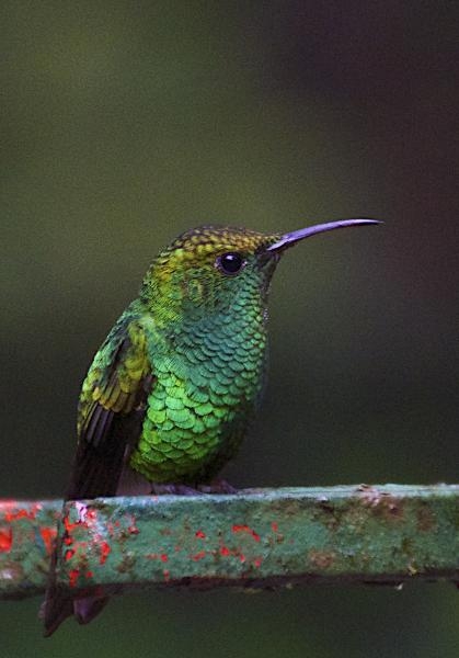 TI5/N8OXC Costa Rica A tiny, endemic species of hummingbird, the Coppery-headed emerald hummingbird (Elvira cupreiceps)