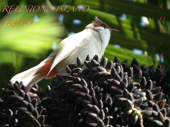 FR4OO Reunion Island