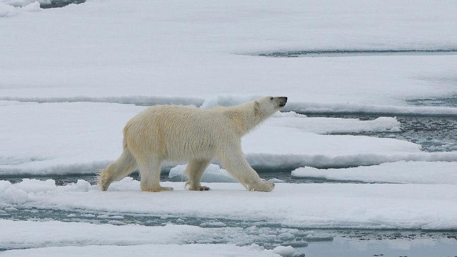 JW/DL4AOJ Polar Bear, Svalbard