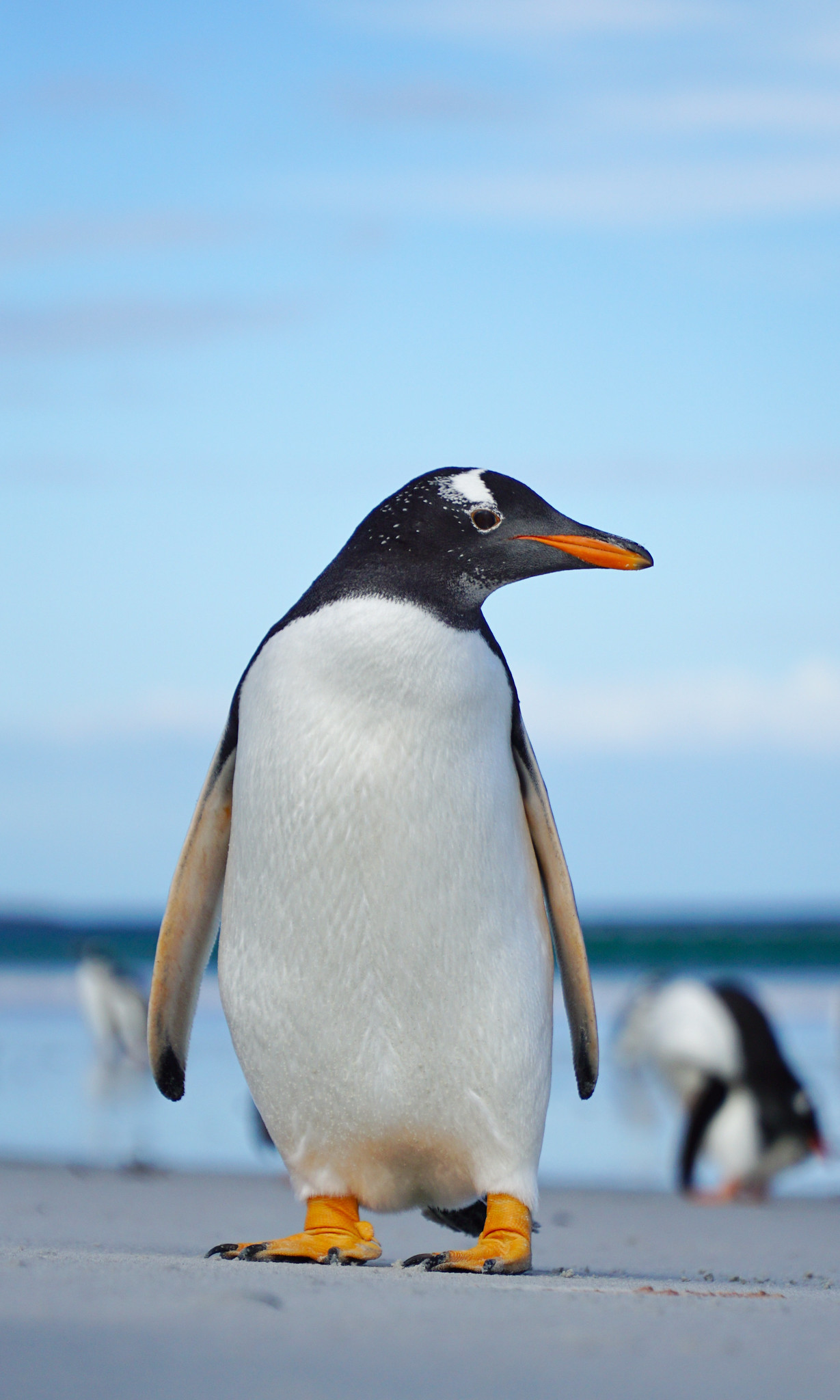 VP8ZMS Gentoo penguin, Bertha Beach, near Mount Pleasant camp, Falklands