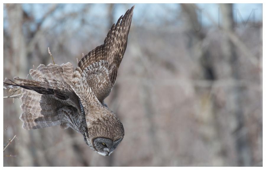KX9X/2 Great Gray Owl, St Lawrence State Park