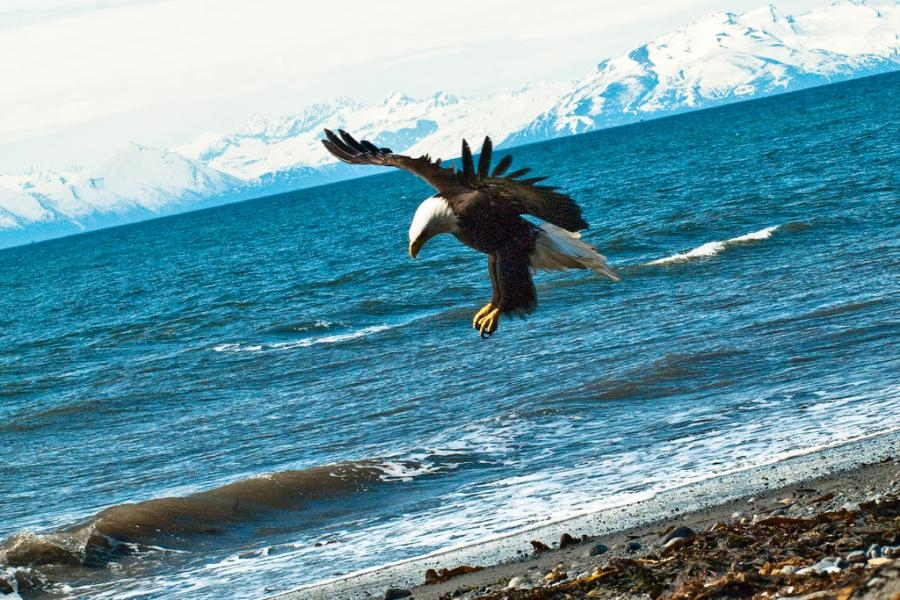 AL4Q/KL7 Eagle Anchor Point Alaska