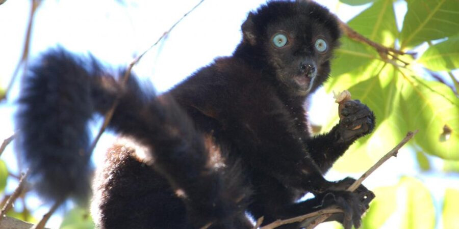 5R8RP Black Lemur, Nosy Be Island, Madagascar