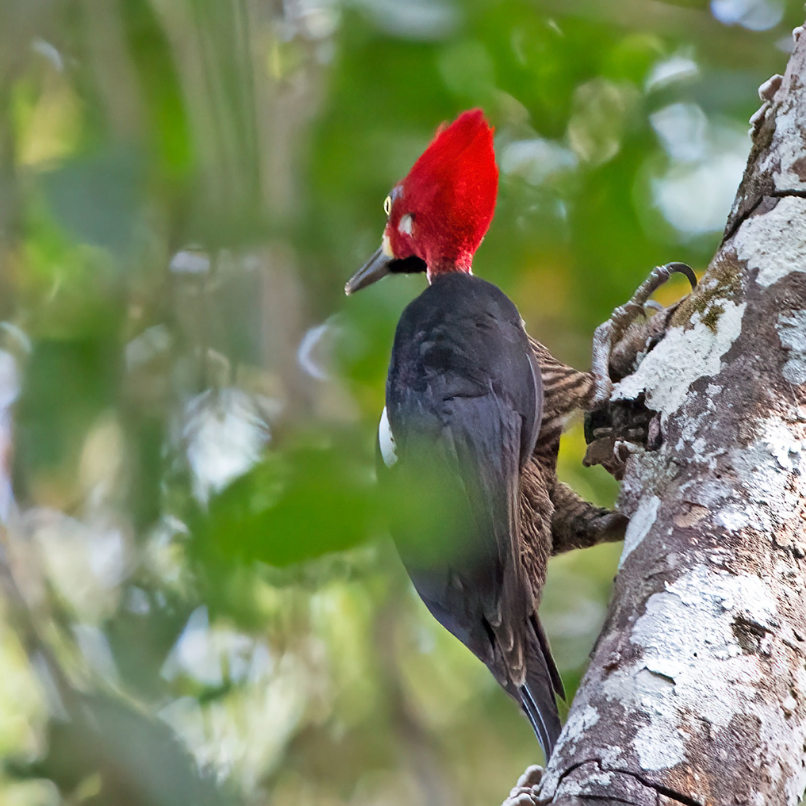 ZP/SQ2O Crimson-crested Woodpecker, Paraguay