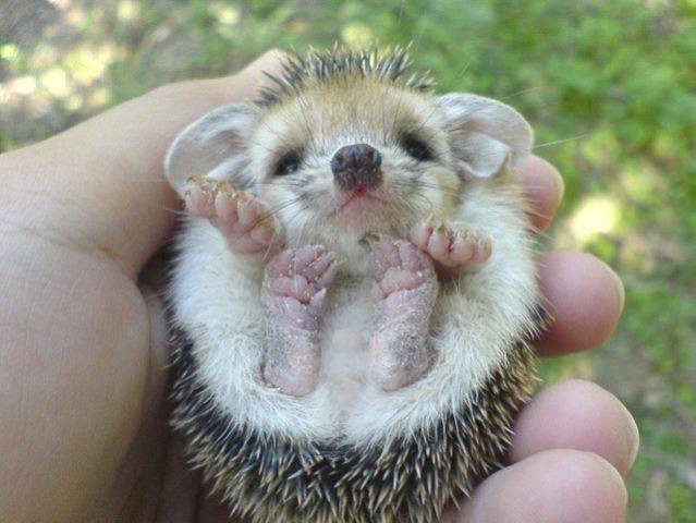 Hedgehog in right hands