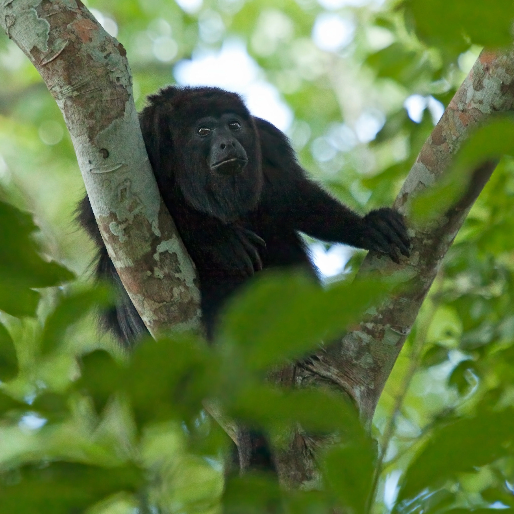 AF4CZ/TG9 Yucatan Black Howler Monkey, Guatemala