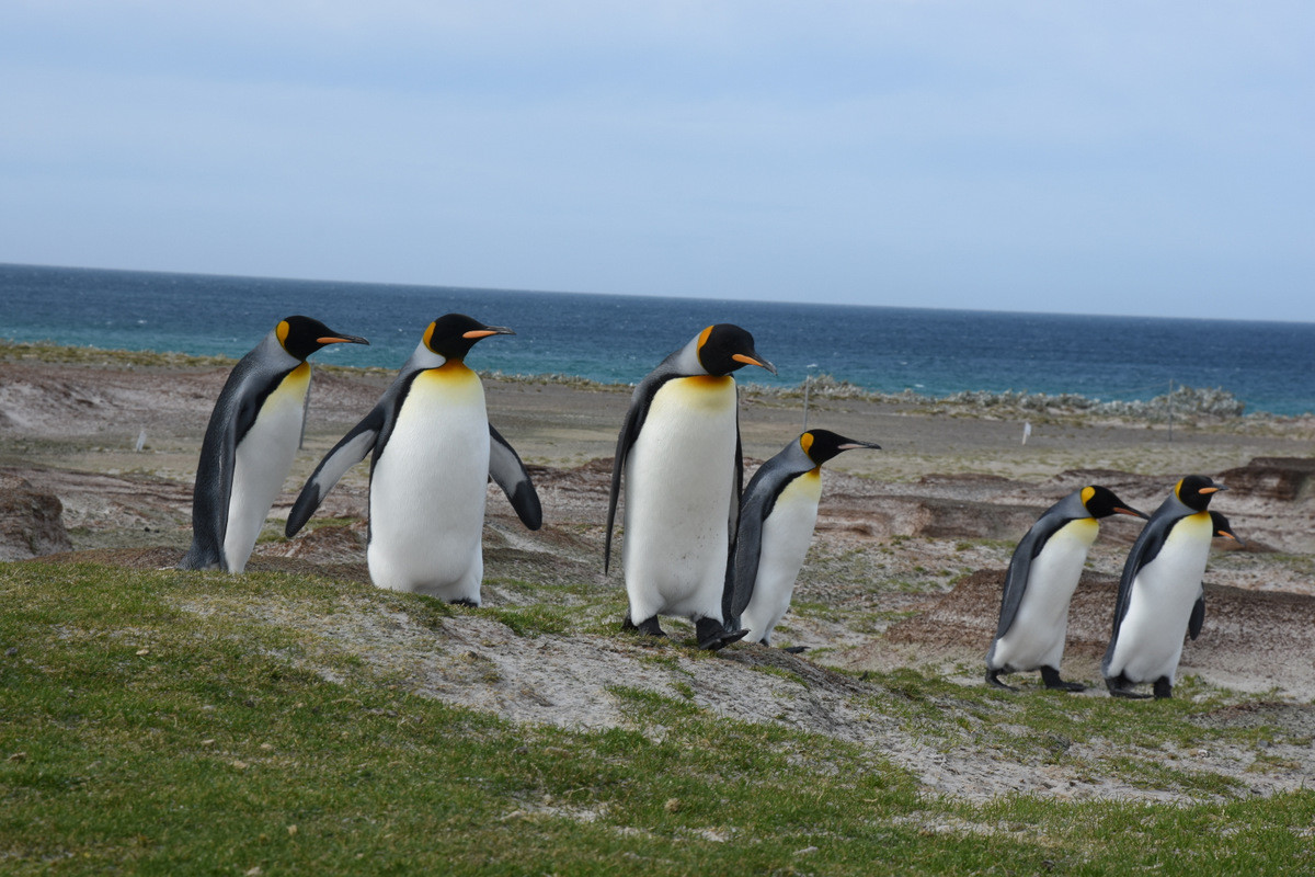 VP8LGT Falkland Islands